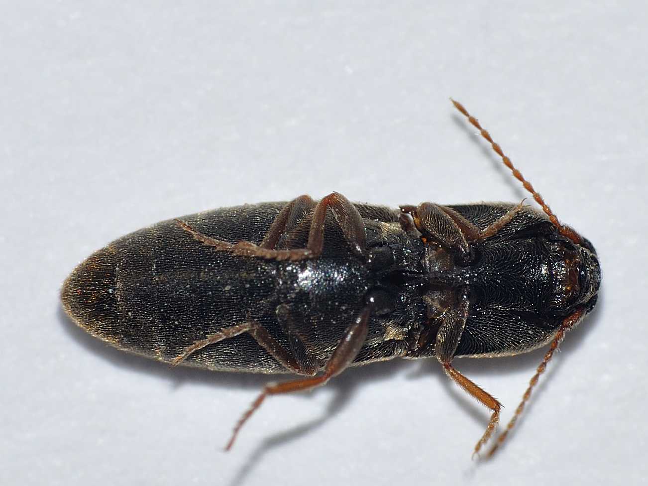 Elateridae: Agriotes cfr brevis